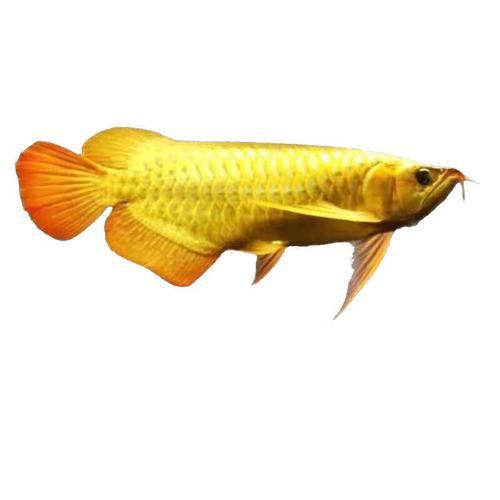 過背金龍魚苗圖片欣賞