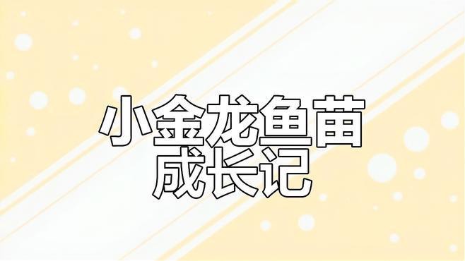 過背金龍魚苗圖片欣賞