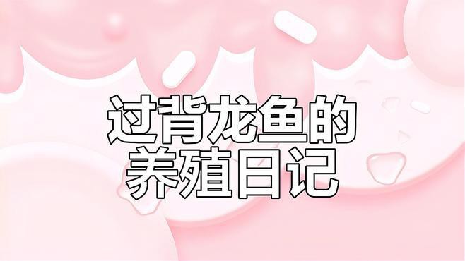 過背金龍魚苗圖片欣賞