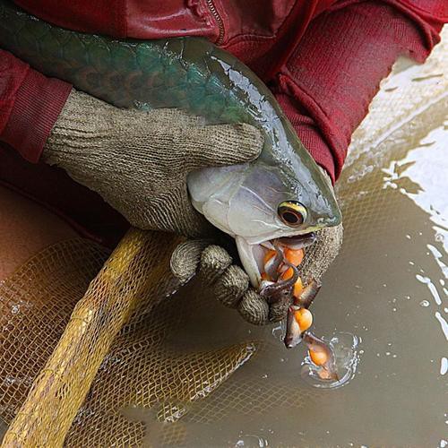 過背金龍魚苗圖片欣賞
