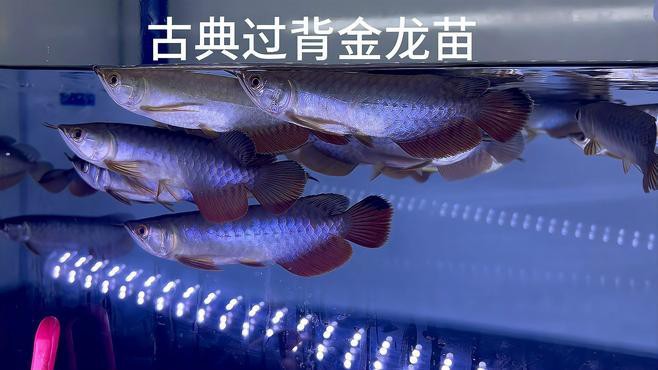 過背金龍魚苗圖片欣賞