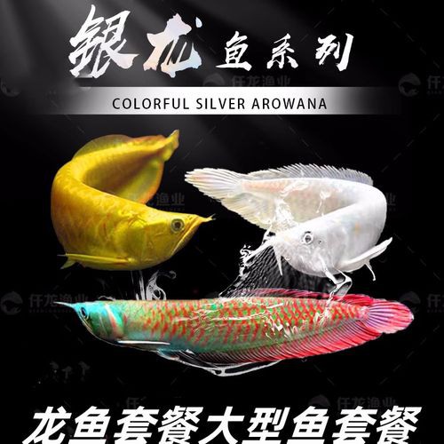 過背金龍魚苗圖片欣賞