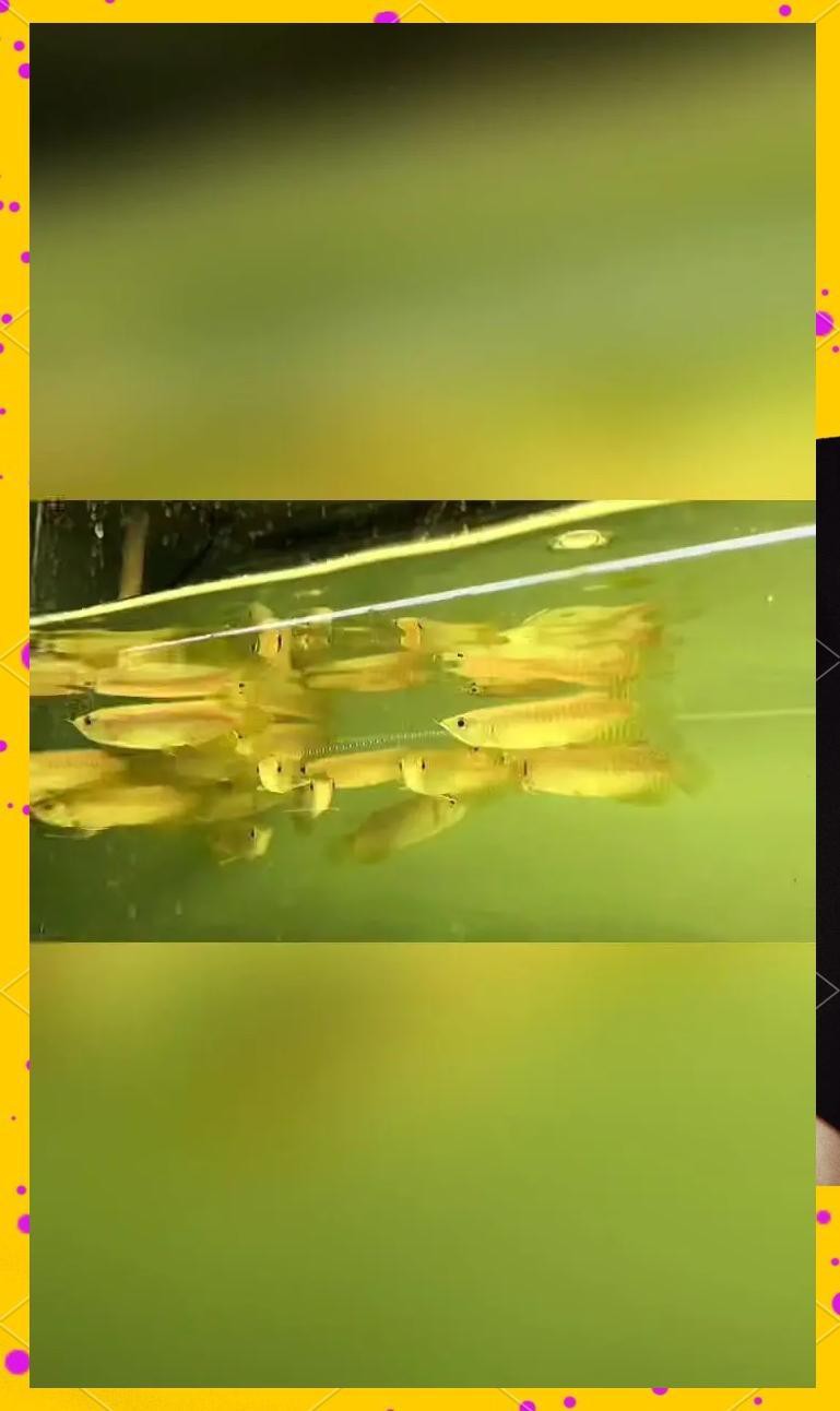 過背金龍魚苗圖片欣賞