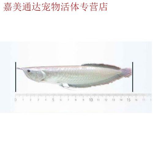 過背金龍魚苗圖片欣賞