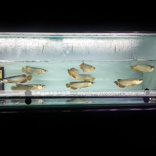 過背金龍魚苗圖片欣賞