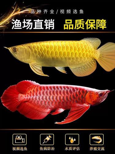 過背金龍魚苗圖片欣賞