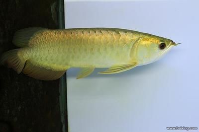 龍魚種類有哪些？：印尼大湖龍魚、印尼大湖龍魚、印尼大湖龍魚、印尼大湖龍魚 龍魚種類有哪些？：印尼大湖龍魚、印尼大湖龍魚、印尼大湖龍魚、印尼大湖龍魚 龍魚百科