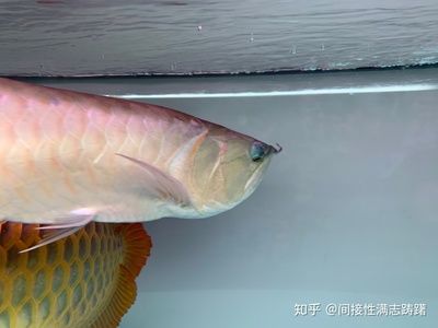 龍魚眼睛突出是由于多種原因引起的，龍魚眼睛突出怎么辦：龍魚眼睛突出怎么辦 龍魚眼睛突出是由于多種原因引起的，龍魚眼睛突出怎么辦：龍魚眼睛突出怎么辦 龍魚百科 第3張