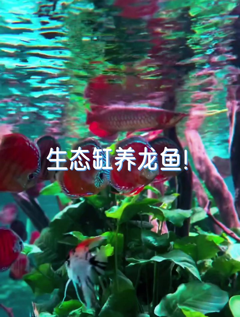 生態缸適合養龍魚嗎 生態缸適合養龍魚嗎 龍魚百科 第1張