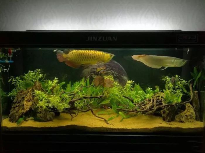 生態缸適合養龍魚嗎 生態缸適合養龍魚嗎 龍魚百科 第3張