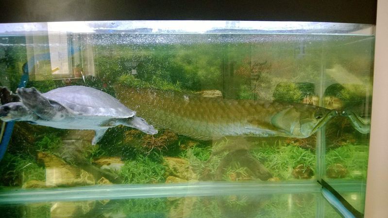 生態缸適合養龍魚嗎 生態缸適合養龍魚嗎 龍魚百科 第2張