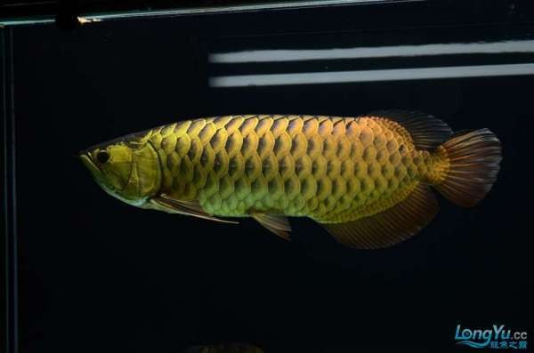 高背金龍魚的價(jià)格一般是多少？