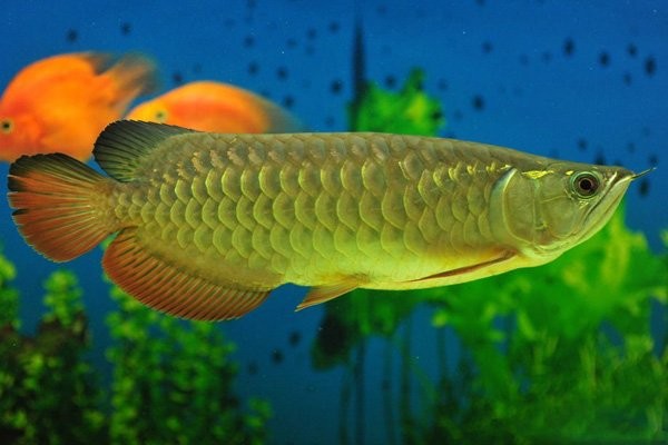 高背金龍魚的價(jià)格一般是多少？