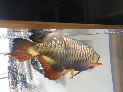 祥龍龍魚魚糧的營養成分，祥龍龍魚魚糧中脂肪含量分析 祥龍龍魚魚糧的營養成分，祥龍龍魚魚糧中脂肪含量分析 龍魚百科 第4張