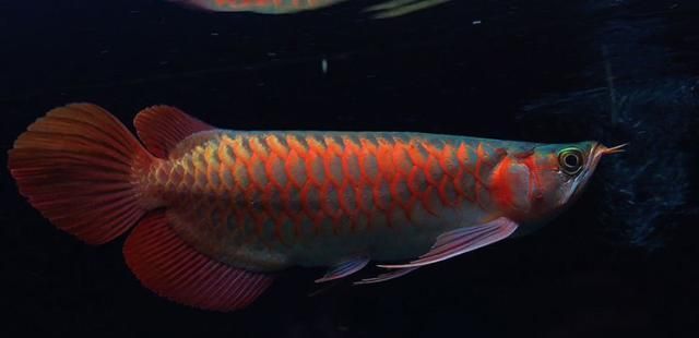 紅龍魚側線發黑是由于多種因素引起的，紅龍魚側線發黑怎么回事：紅龍魚側線發黑可能是由于多種因素引起的，紅龍魚側線發黑怎么回事