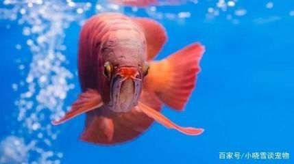 紅龍魚活餌喂食量控制技巧：控制紅龍魚活餌喂食量的幾種方法 紅龍魚活餌喂食量控制技巧：控制紅龍魚活餌喂食量的幾種方法 龍魚百科 第4張