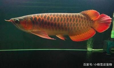 紅龍魚活餌喂食量控制技巧：控制紅龍魚活餌喂食量的幾種方法 紅龍魚活餌喂食量控制技巧：控制紅龍魚活餌喂食量的幾種方法 龍魚百科 第5張