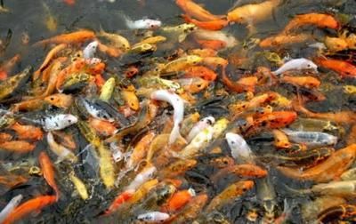 龍魚可以喂鯉魚肉嗎：龍魚可以吃鯉魚肉嗎 龍魚可以喂鯉魚肉嗎：龍魚可以吃鯉魚肉嗎 龍魚百科 第5張