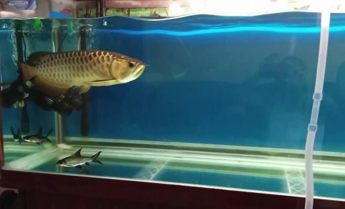 龍魚可以喂鯉魚肉嗎：龍魚可以吃鯉魚肉嗎 龍魚可以喂鯉魚肉嗎：龍魚可以吃鯉魚肉嗎 龍魚百科 第4張