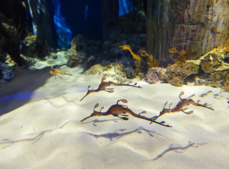 海龍魚是海魚嗎 海龍魚是海魚嗎 龍魚百科 第6張