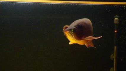 龍魚加黑水的作用（黑水對于龍魚的養殖有什么作用？） 龍魚加黑水的作用（黑水對于龍魚的養殖有什么作用？） 龍魚百科 第1張