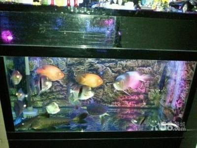 紅勾銀版魚(yú)適宜水溫范圍：紅勾銀版魚(yú)的適宜水溫范圍 紅勾銀版魚(yú)適宜水溫范圍：紅勾銀版魚(yú)的適宜水溫范圍 龍魚(yú)百科 第4張