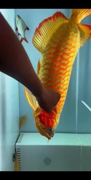 紅龍魚的最好品種視頻圖片欣賞 紅龍魚的最好品種視頻圖片欣賞 龍魚百科 第15張