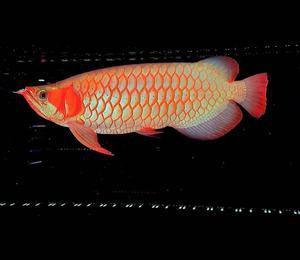 紅龍魚的最好品種視頻圖片欣賞 紅龍魚的最好品種視頻圖片欣賞 龍魚百科 第22張