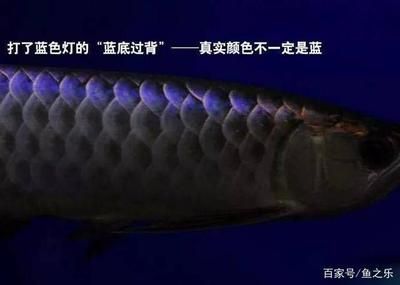 龍魚用什么麻藥打死的：仟湖六號與傲深6號對比，龍魚手術(shù)后最佳護(hù)理方法 龍魚用什么麻藥打死的：仟湖六號與傲深6號對比，龍魚手術(shù)后最佳護(hù)理方法 龍魚百科 第5張