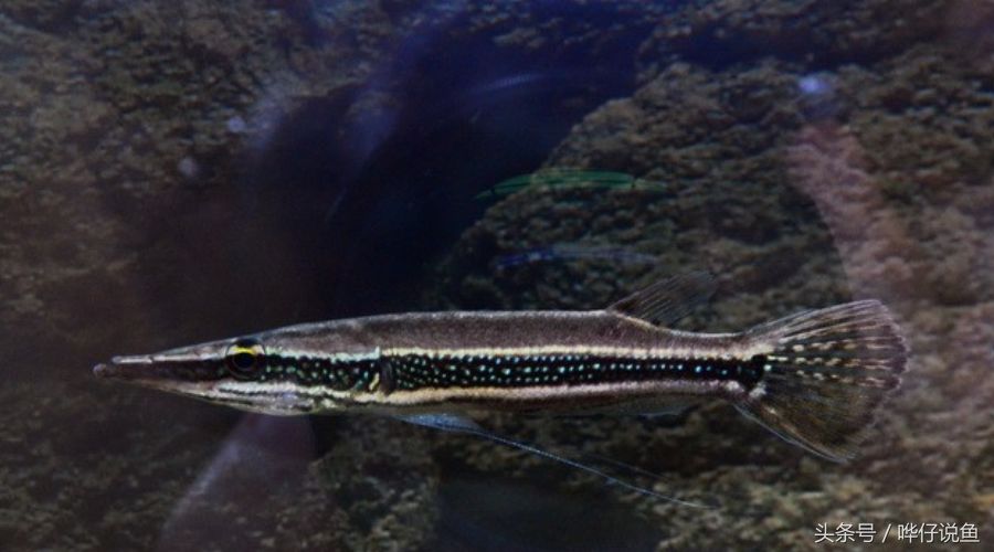 龍魚咬手：如何正確飼養(yǎng)龍魚，龍魚咬傷急救步驟