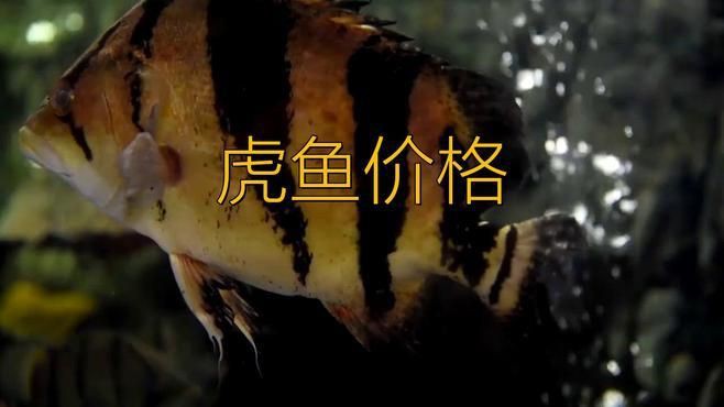 老虎魚苗價格 老虎魚苗價格 龍魚百科 第2張