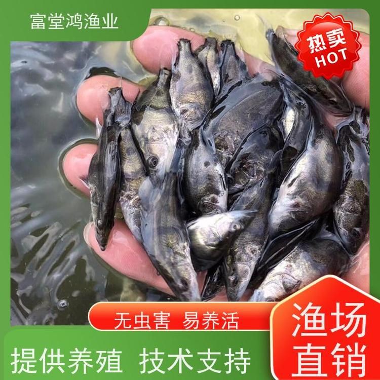 老虎魚苗價格 老虎魚苗價格 龍魚百科 第8張
