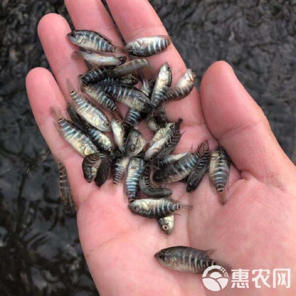 老虎魚苗價格 老虎魚苗價格 龍魚百科 第3張
