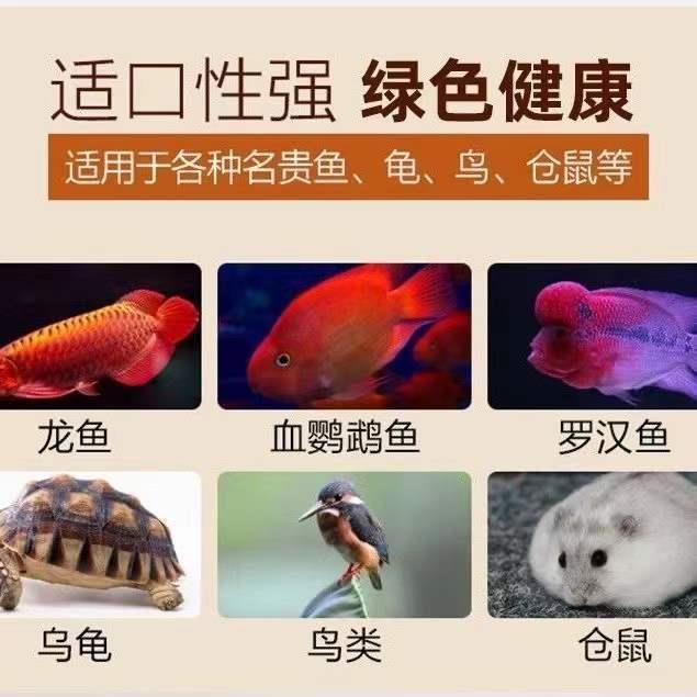 龍魚(yú)能不能吃面包蟲(chóng)：龍魚(yú)可以吃面包蟲(chóng)嗎