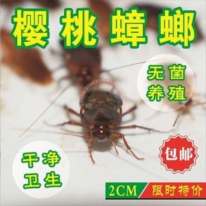 龍魚(yú)能不能吃面包蟲(chóng)：龍魚(yú)可以吃面包蟲(chóng)嗎