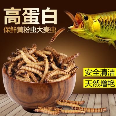 龍魚(yú)能不能吃面包蟲(chóng)：龍魚(yú)可以吃面包蟲(chóng)嗎