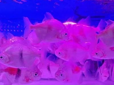 龍魚 群游魚：如何在龍魚缸中欣賞到群游魚的壯觀景象