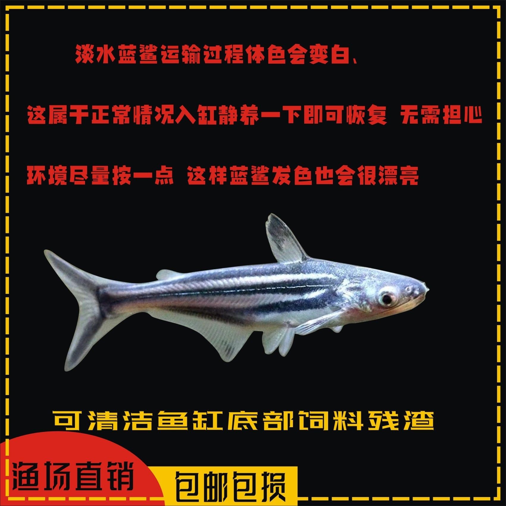 龍魚 群游魚：如何在龍魚缸中欣賞到群游魚的壯觀景象
