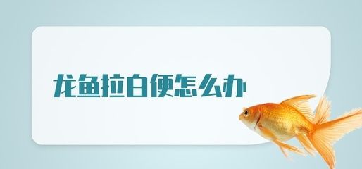 龍魚拉白便怎么給魚喂藥：龍魚拉白便是由于多種原因引起的，在給龍魚喂藥時應注意以下幾點
