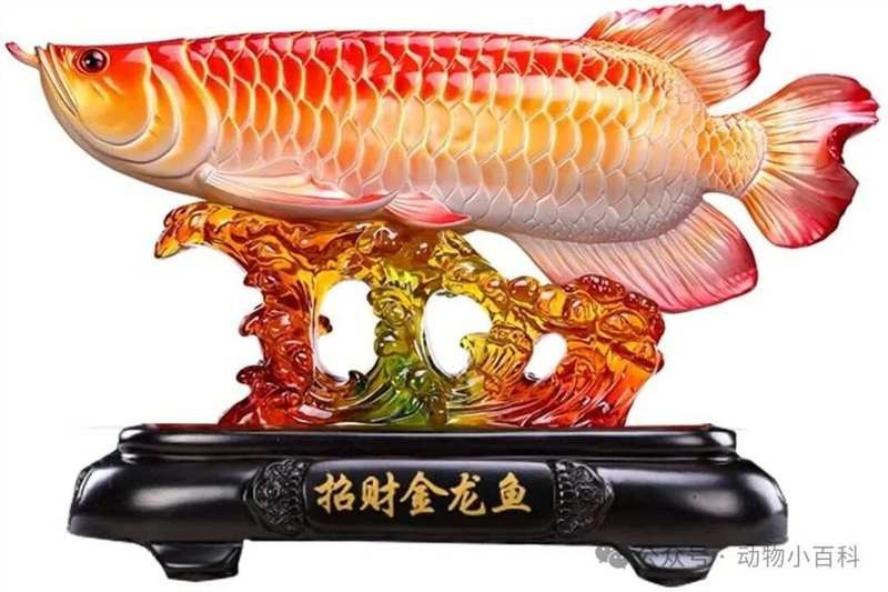 黑龍魚和紅龍魚哪個貴些 黑龍魚和紅龍魚哪個貴些 龍魚百科 第8張