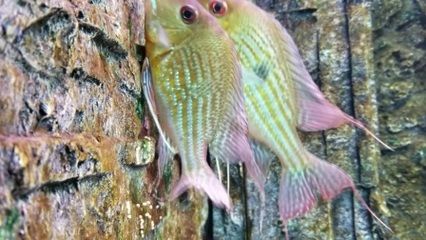 龍魚和關(guān)刀可以混養(yǎng)：龍魚和關(guān)刀可以混養(yǎng)嗎