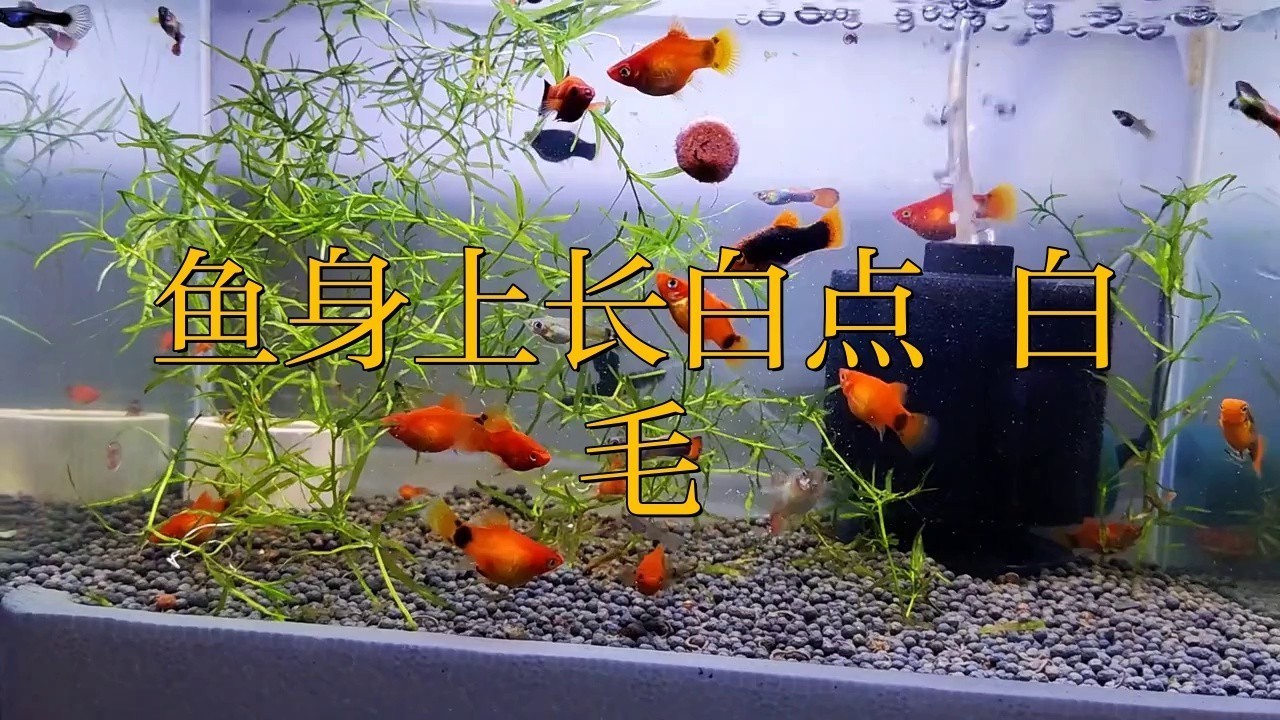 金龍魚身上有白點什么情況啊
