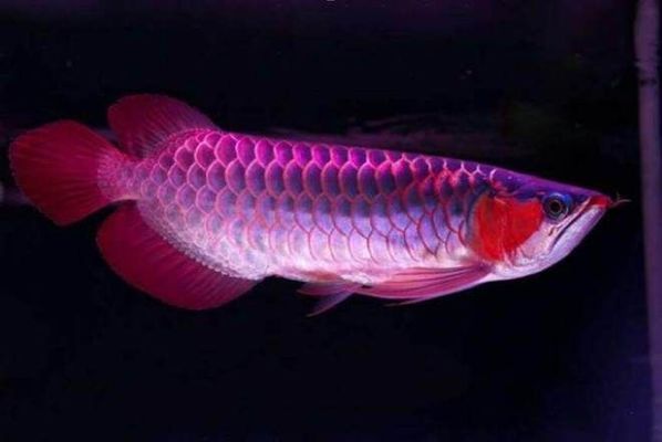 龍魚發色用6700k還是13000k：如何判斷龍魚發色是否厭光