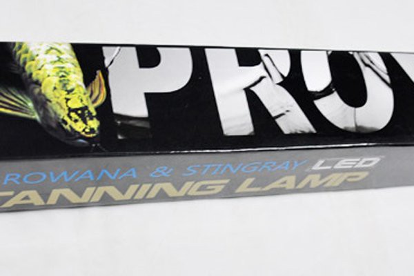 金龍魚燈光開多長時(shí)間合適 金龍魚燈光開多長時(shí)間合適 龍魚百科 第2張