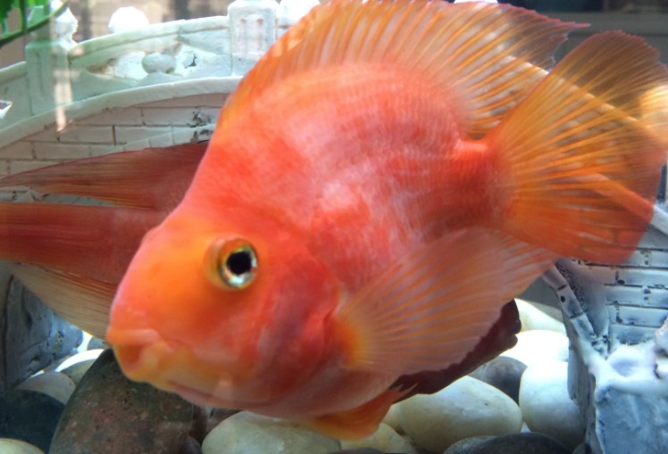 龍魚和鸚鵡魚混養的最佳食物是什么？ 龍魚和鸚鵡魚混養的最佳食物是什么？ 龍魚百科 第2張