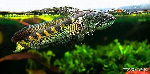 龍魚和鸚鵡魚混養的最佳食物是什么？ 龍魚和鸚鵡魚混養的最佳食物是什么？ 龍魚百科 第3張