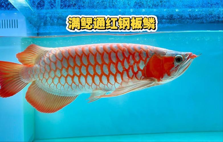 紅龍魚發色燈