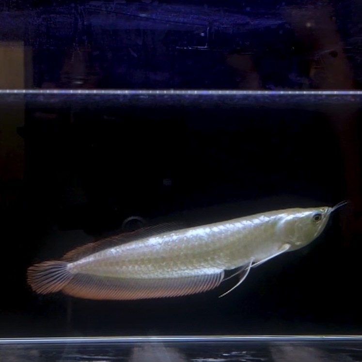 銀龍魚是海水魚還是淡水魚