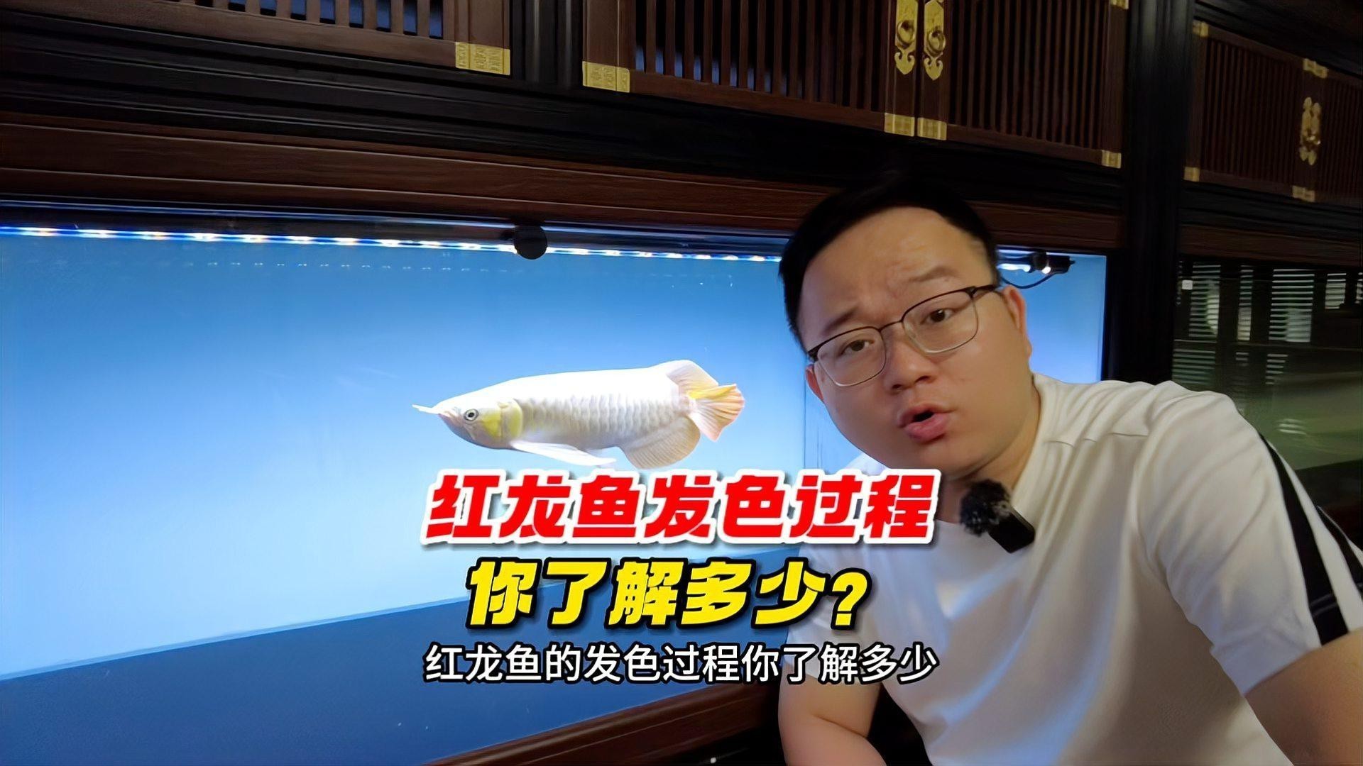 紅金龍魚發(fā)色期間需要注意什么