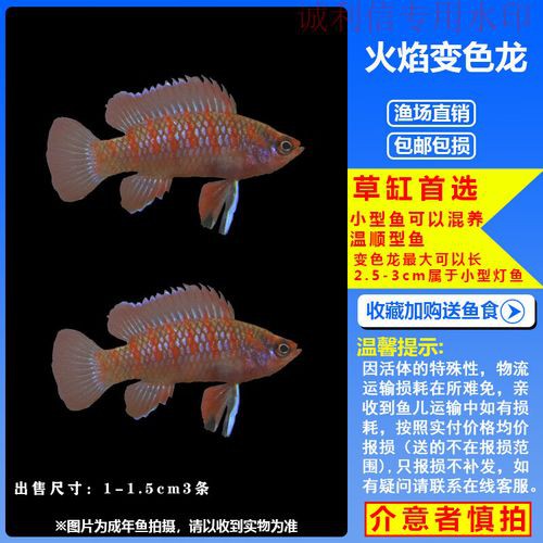 紅點變色龍魚圖片